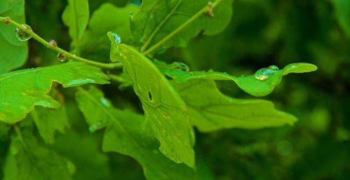 Close-up of water drops on plant