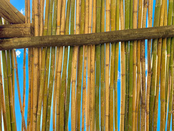 bamboo