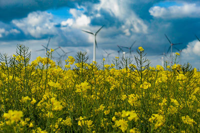 Yellow flowering plants on field against sky