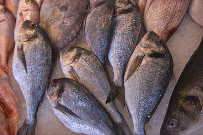 High angle view of seafood on ice at market