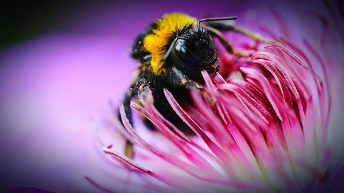 Close-up of bee pollinating on purple flower