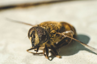 Close-up of insect