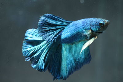 Close-up of blue siamese fighting fish swimming in aquarium