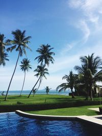 Palm trees by swimming pool against sky