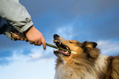 Close-up of a hand holding a stick and plays with a dog