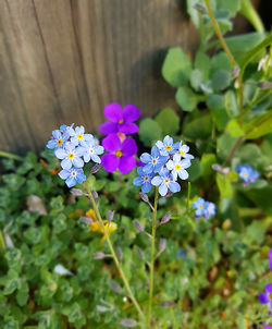 Close-up of purple flowers blooming outdoors