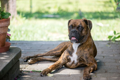 Portrait of boxer-dog sitting outdoors