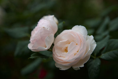 Close-up of flower blooming outdoors