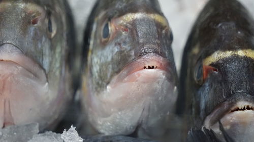 Close-up of fish for sale in market