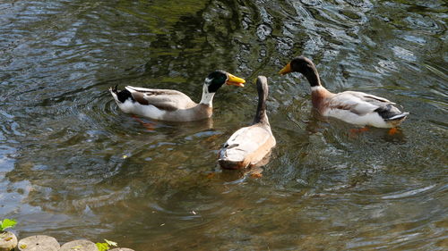 Ducks in a lake