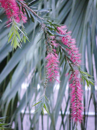 Close-up of pink flowers growing on tree