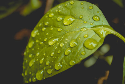 Close-up of wet leaf