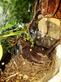 Close-up of bird in nest