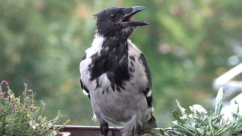 Close-up of bird perching on a plant