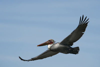 Low angle view of bird flying in sky