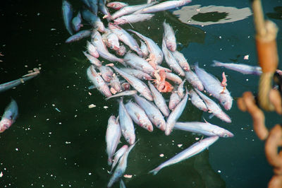 High angle view of koi carps swimming in lake