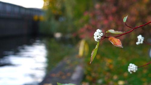 Close-up of fresh flower against blurred background