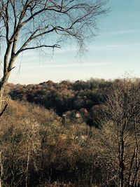 Bare trees on landscape against sky