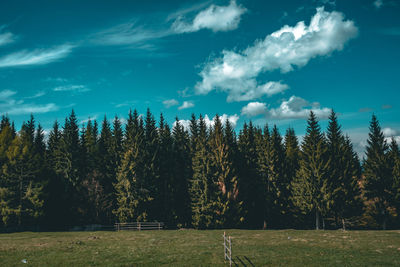 Trees growing on field against sky