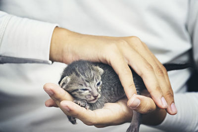 Cute little cat in human hands
