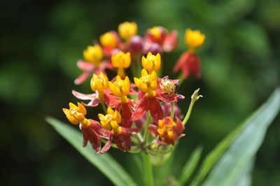 Close-up of yellow flowers blooming outdoors