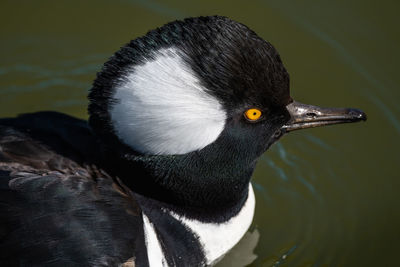 Close-up of bird