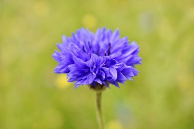 Close-up of purple blue flower