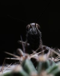 Close-up of insect over black background