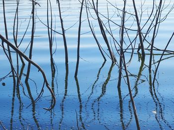 Close-up of reflection of tree in lake