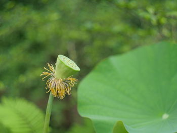 Close-up of green leaf on plant