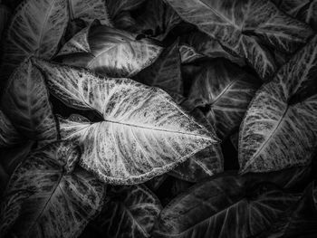 Full frame shot of dry leaves