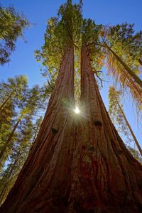 Low angle view of trees in forest against sky