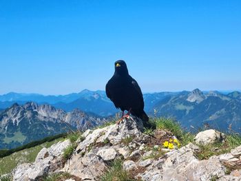 Bird on mountain top