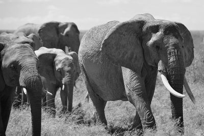 Full length of elephant on field