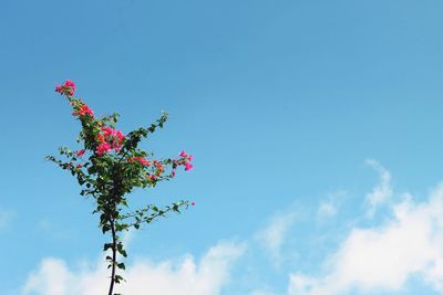Low angle view of pink flowering plant against blue sky