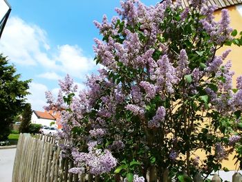 Low angle view of pink flowering plant against sky