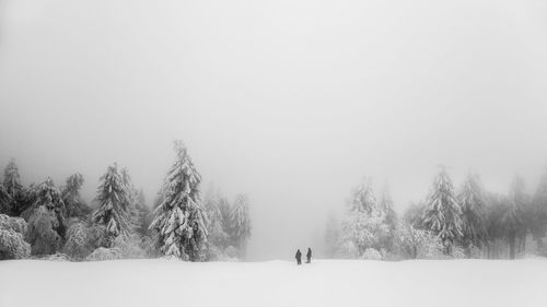 Bare trees on snow covered field