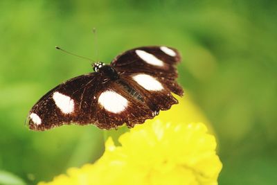 Close-up of butterfly pollinating on flower