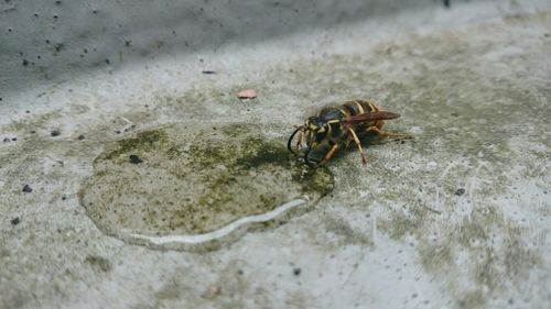 Close-up of insect