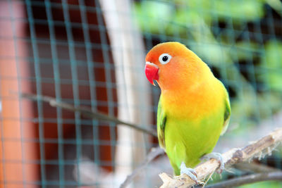 My lovebird which is pastel green is very beautiful