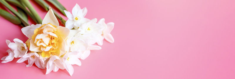 Close-up of pink flower against white background