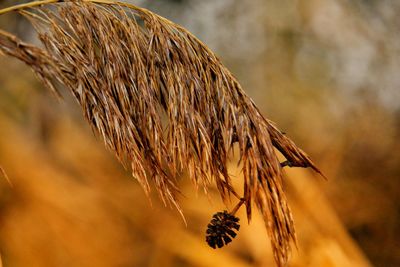 Close-up of dried plant on field