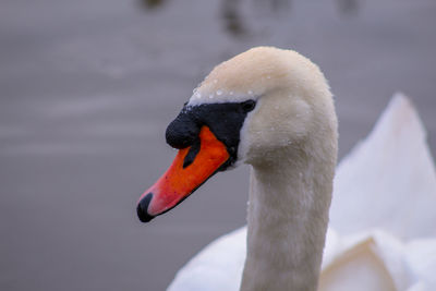 Close-up of swan in lake