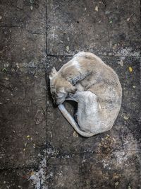 High angle view of cat sleeping