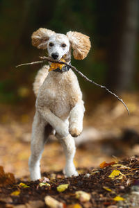 Portrait of dog on field