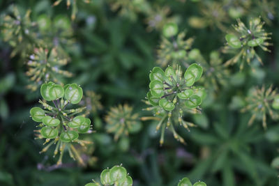 Close-up of green plant