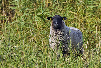 Peacock in a field