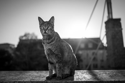 Cat sitting on retaining wall in city against sky