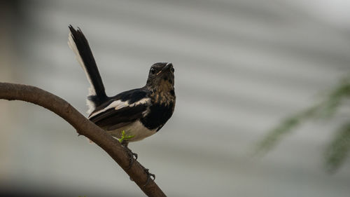 Low angle view of bird perching on branch