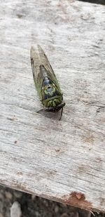 High angle view of insect on wood